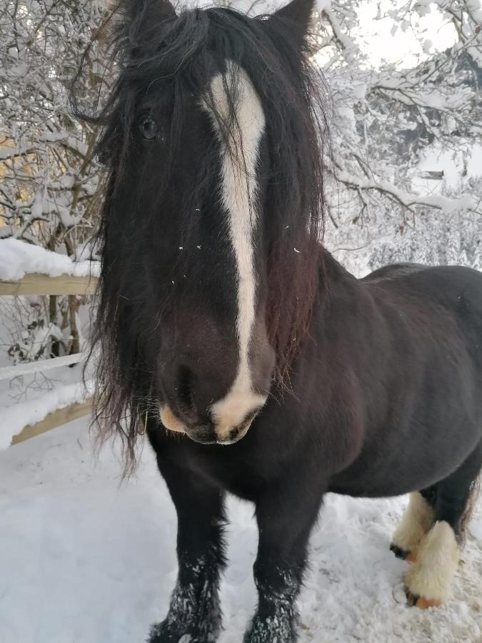 Bed and Breakfast Au Pre Des Chevaux Шато-д'Е Екстер'єр фото