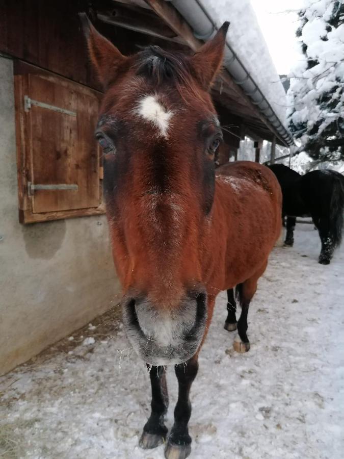 Bed and Breakfast Au Pre Des Chevaux Шато-д'Е Екстер'єр фото